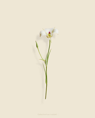 TAYLOR GLENN Calochortus nuttalli (sego lily)