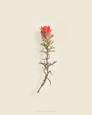 TAYLOR GLENN Castilleja angustifolia (desert paintbrush)