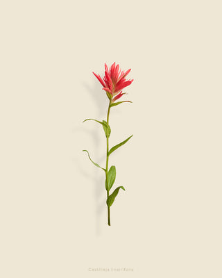 TAYLOR GLENN Castilleja linariifolia (Wyoming paintbrush no1)