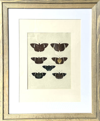 HABITS Moth & Butterfly Prints