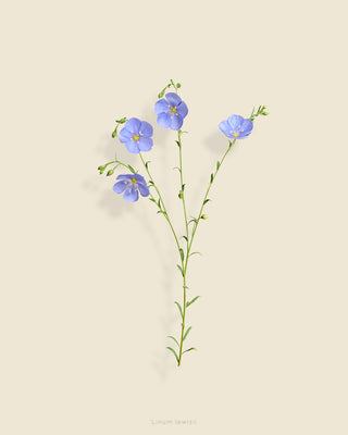 TAYLOR GLENN Linum lewisii (blue flax)