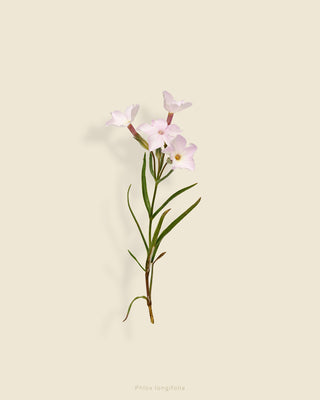 TAYLOR GLENN Phlox longifolia (longleaf phlox)